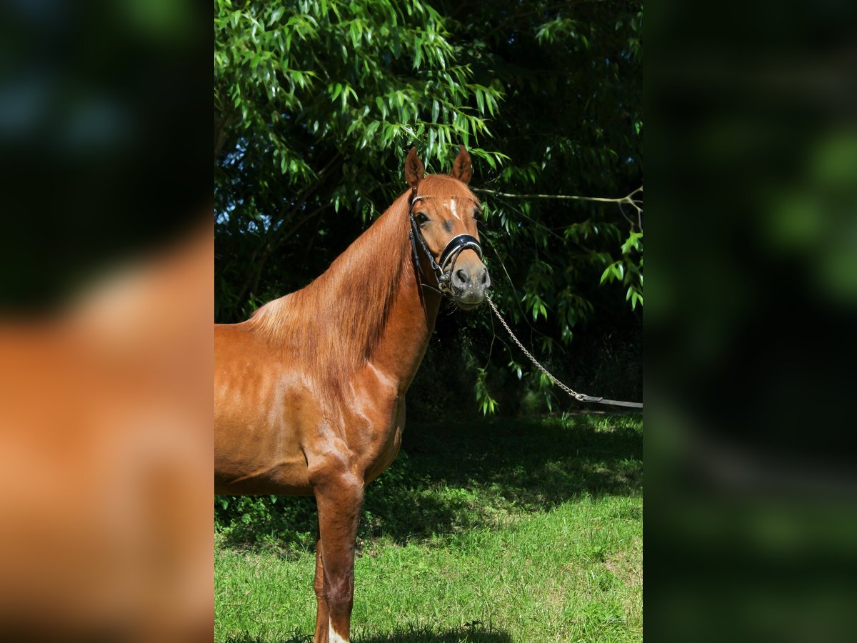 PRE Mix Stallion 3 years 15,1 hh Chestnut in Prague