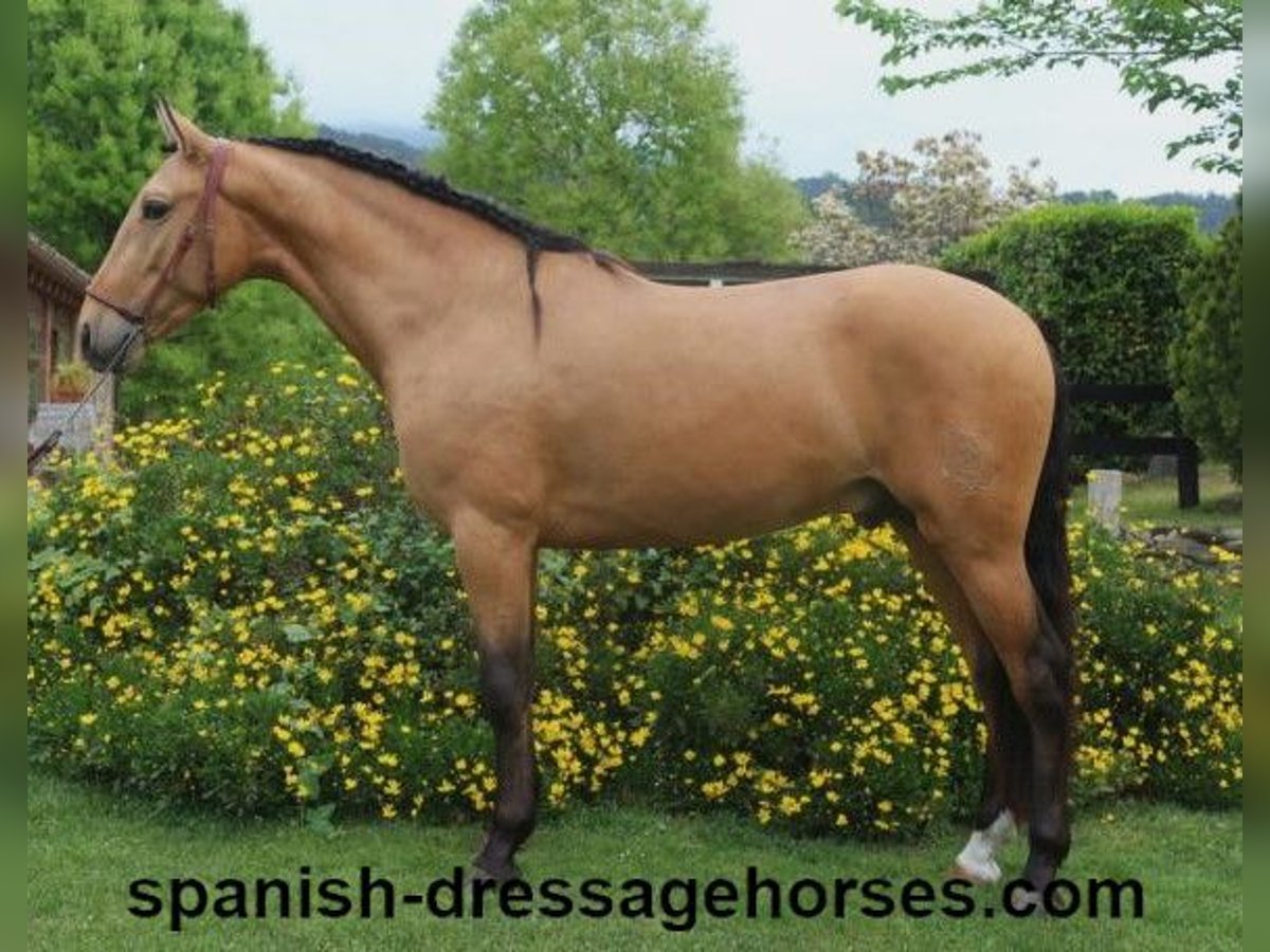 PRE Mix Stallion 3 years 15,1 hh Dun in Barcelona