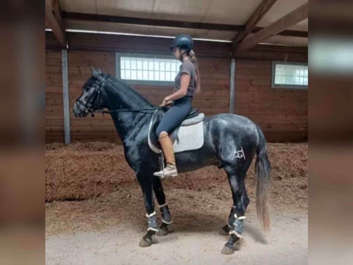 PRE Mix Stallion 3 years 15,1 hh Gray in Barcelona