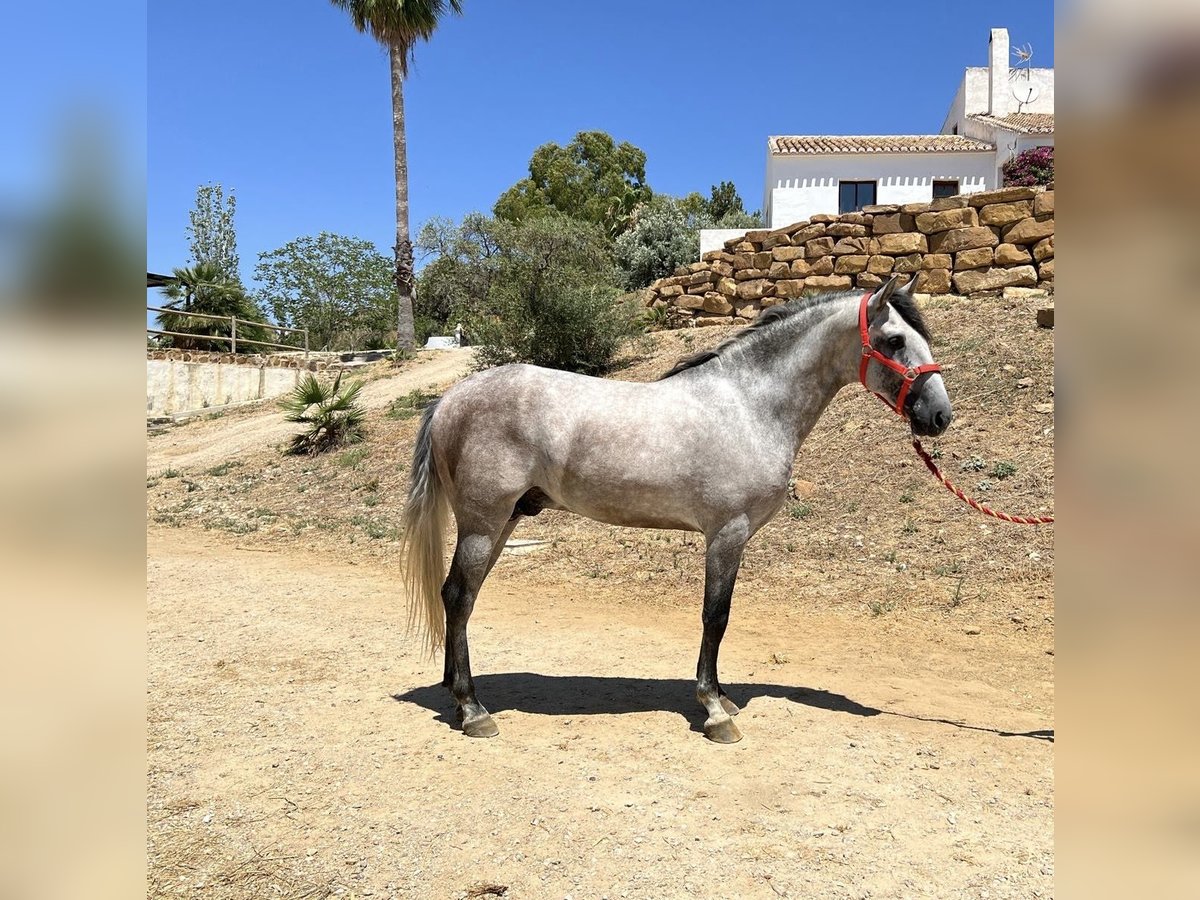 PRE Mix Stallion 3 years 15,1 hh Grey in Campo De Camara (Almogia)