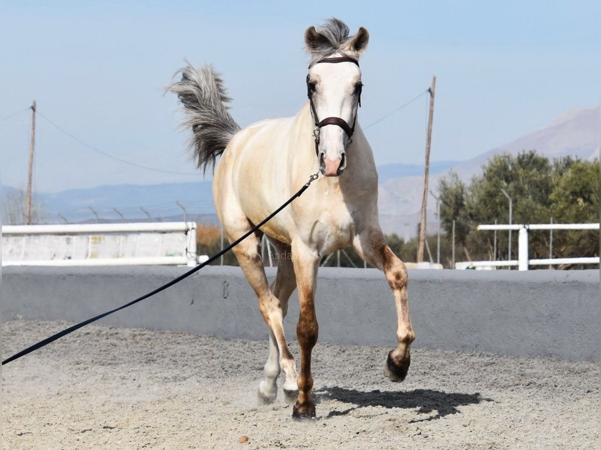 PRE Stallion 3 years 15,1 hh Grey in Provinz Granada