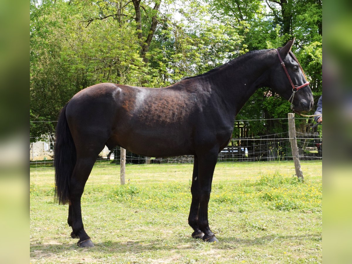 PRE Stallion 3 years 15,2 hh Black in Caumont