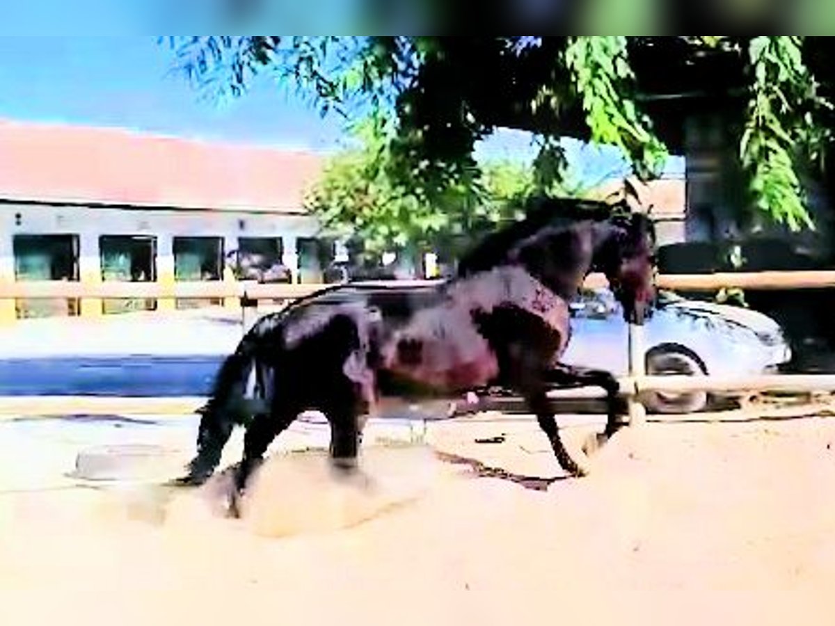 PRE Mix Stallion 3 years 15,2 hh Black in Sanlucar