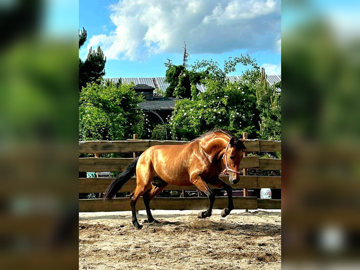 PRE Mix Stallion 3 years 15,2 hh Brown in Polenz