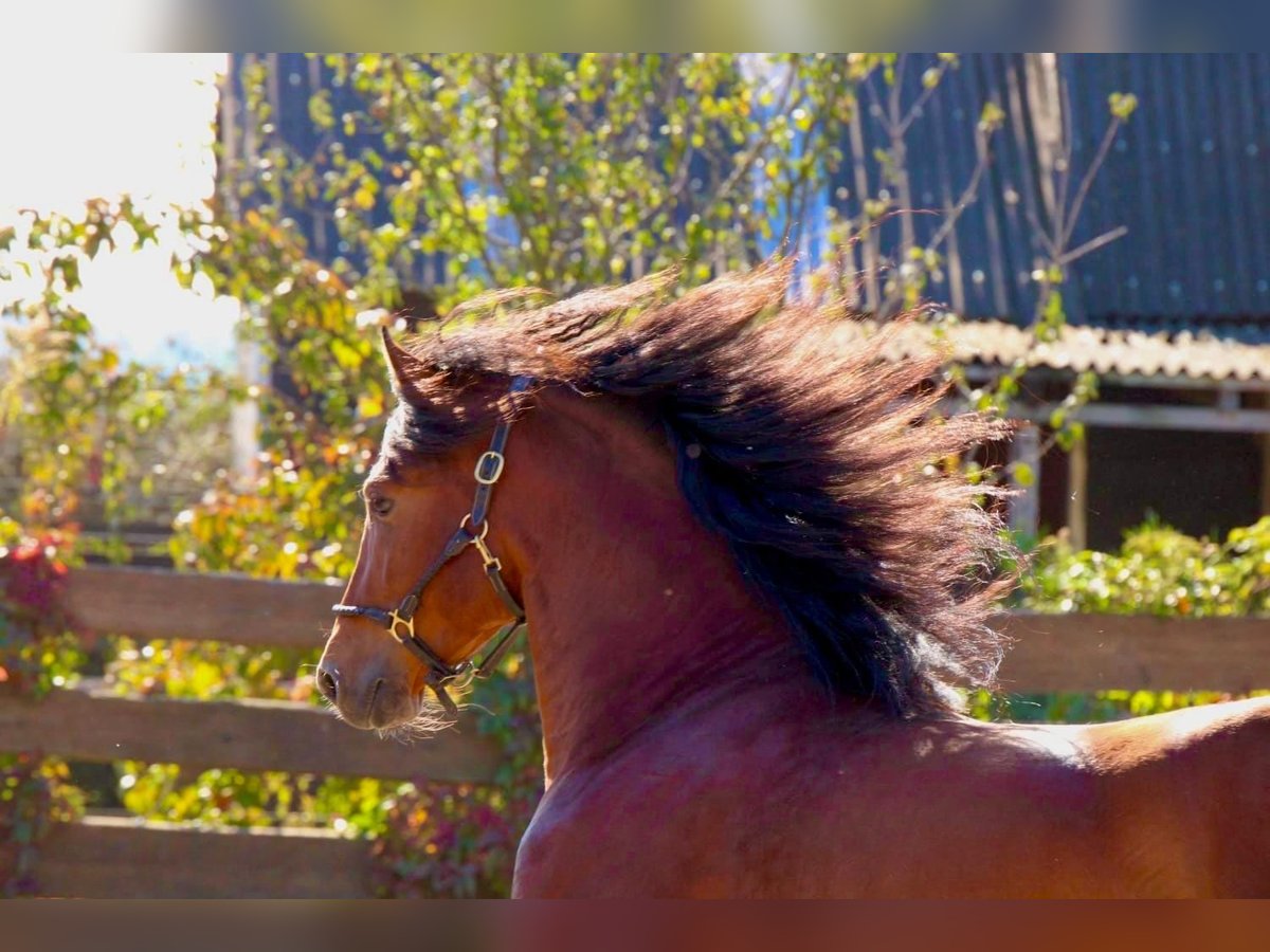 PRE Mix Stallion 3 years 15,2 hh Brown-Light in Polenz