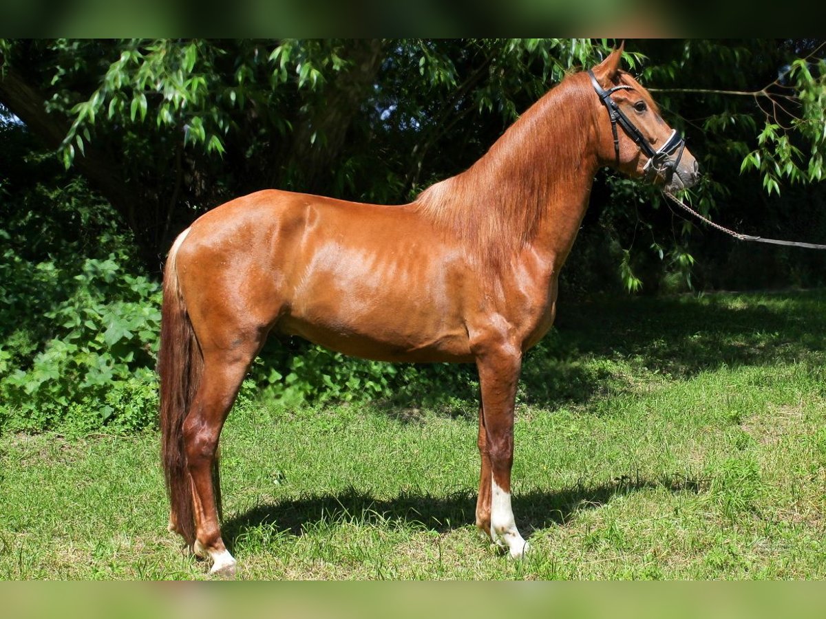 PRE Mix Stallion 3 years 15,2 hh Chestnut in Prague