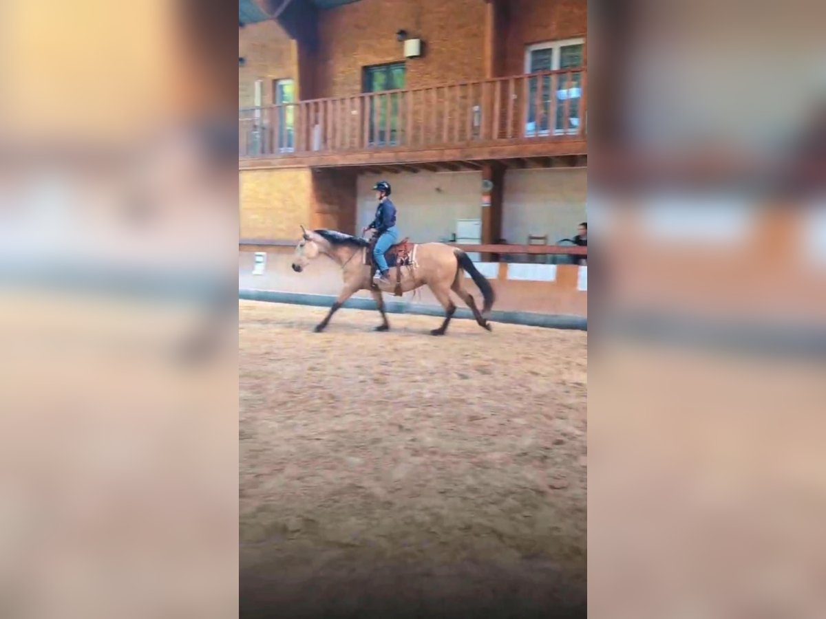 PRE Stallion 3 years 15,2 hh Dun in CAUMONT