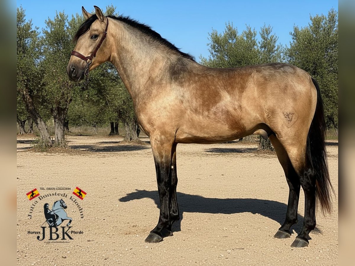 PRE Mix Stallion 3 years 15,2 hh Dun in Tabernas