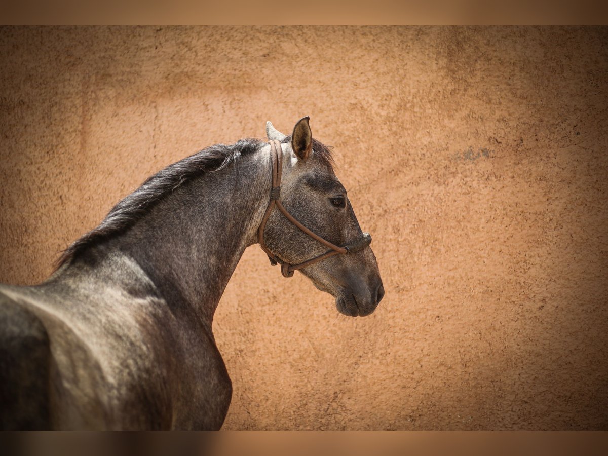 PRE Stallion 3 years 15,2 hh Gray in Pechina