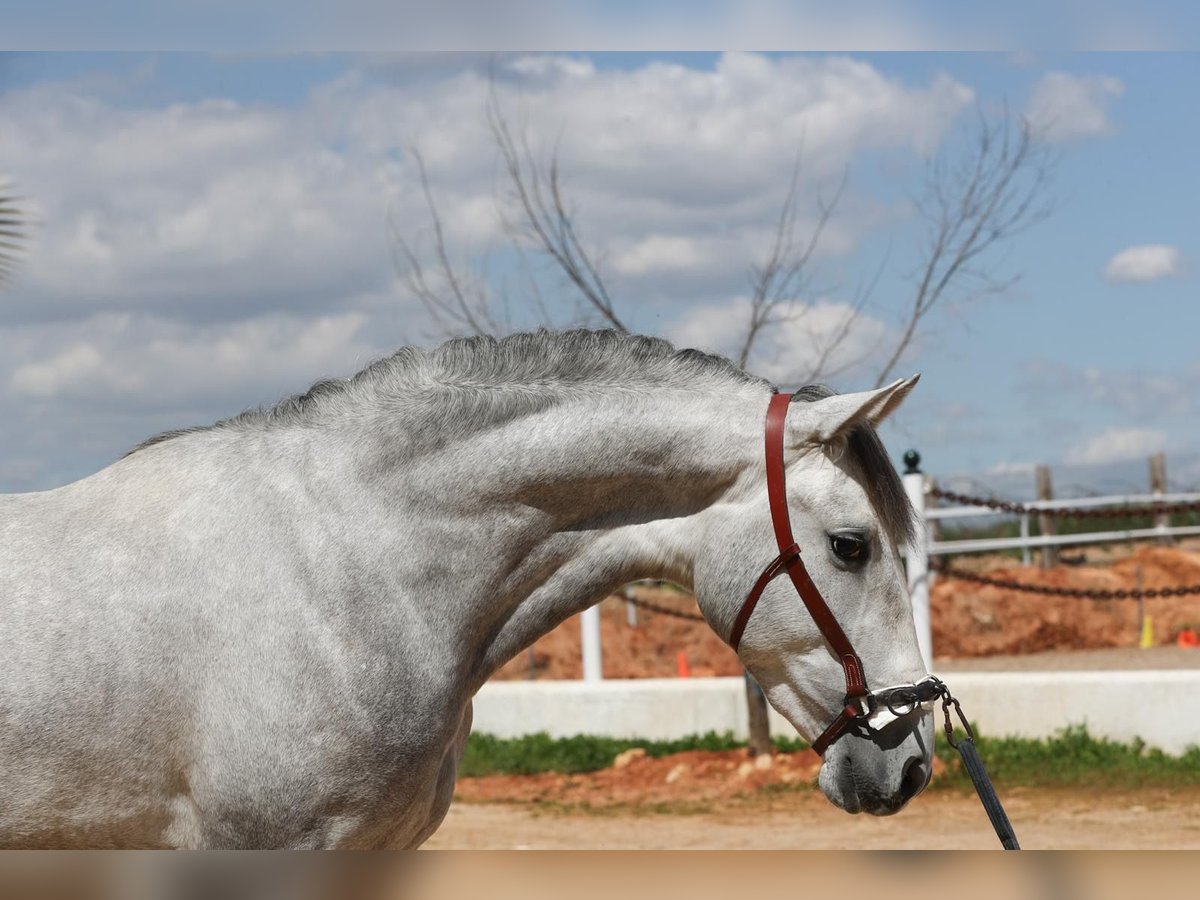 PRE Mix Stallion 3 years 15,2 hh Gray in Dos Hermanas