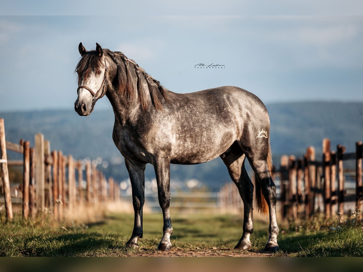 PRE Mix Stallion 3 years 15,2 hh Grey in Kerben
