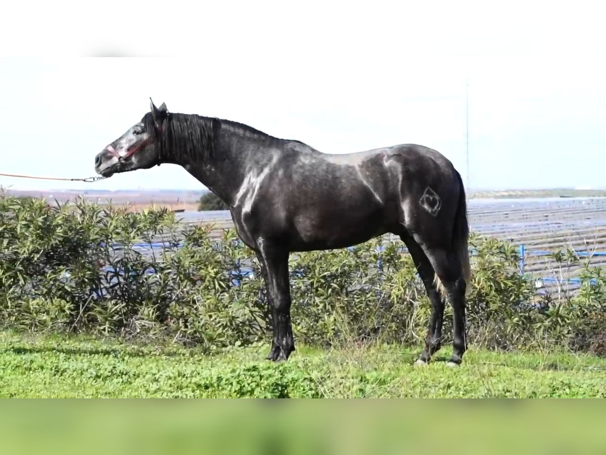 PRE Stallion 3 years 15,2 hh Grey in Badajoz