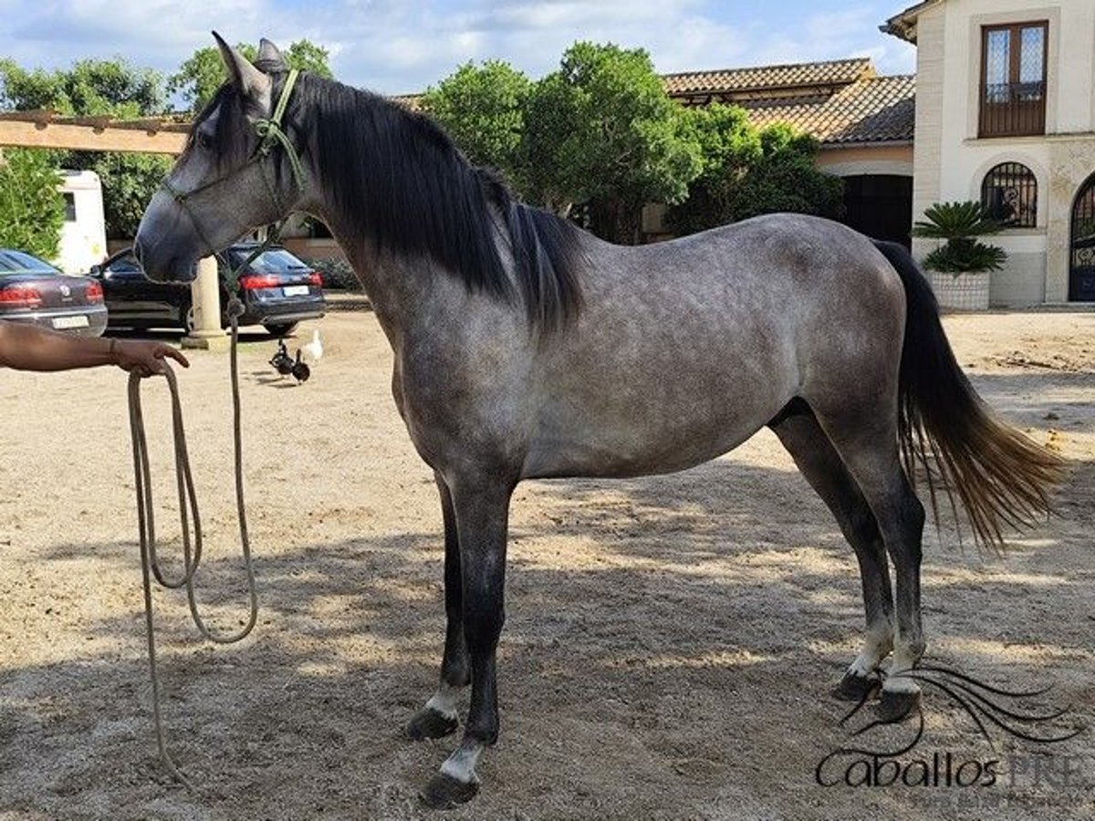 PRE Mix Stallion 3 years 15,2 hh Grey in Palma de Mallorca