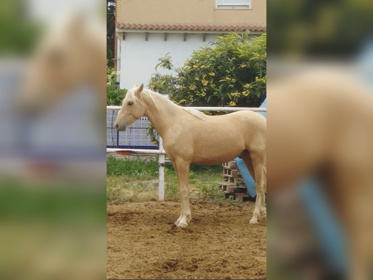 PRE Stallion 3 years 15,2 hh Palomino in Alicante