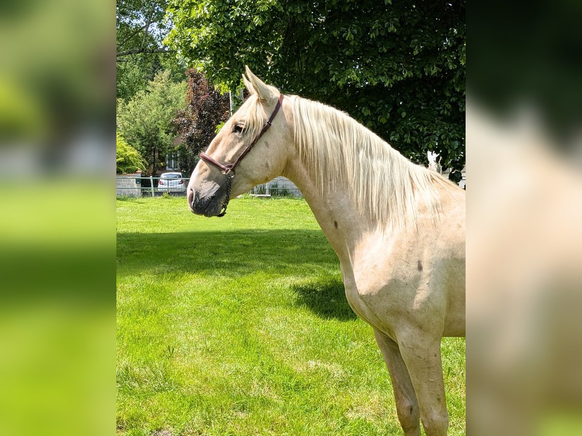PRE Stallion 3 years 15,2 hh Palomino in Caumont