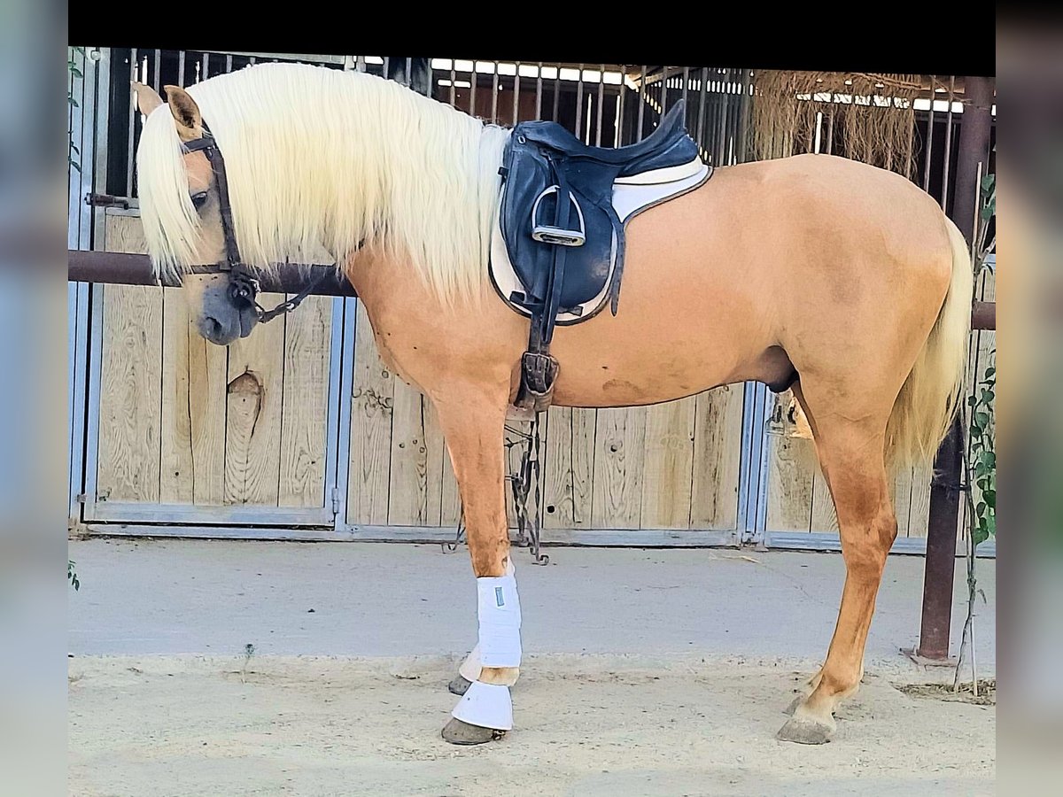 PRE Mix Stallion 3 years 15,2 hh Palomino in Sanlucar