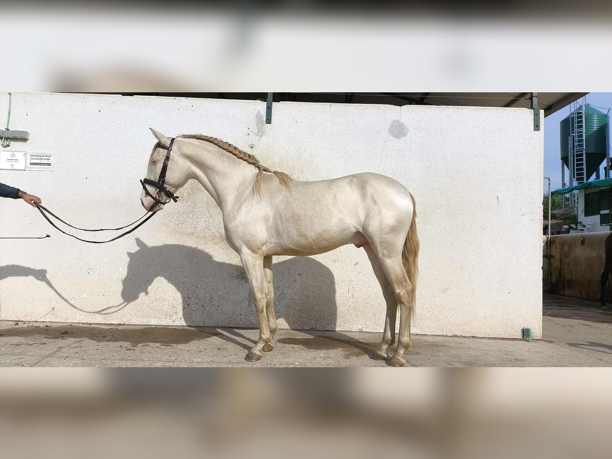 PRE Stallion 3 years 15,2 hh Perlino in Galaroza (Huelva)