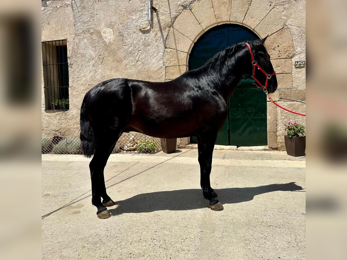PRE Stallion 3 years 15,3 hh Black in Hamburg