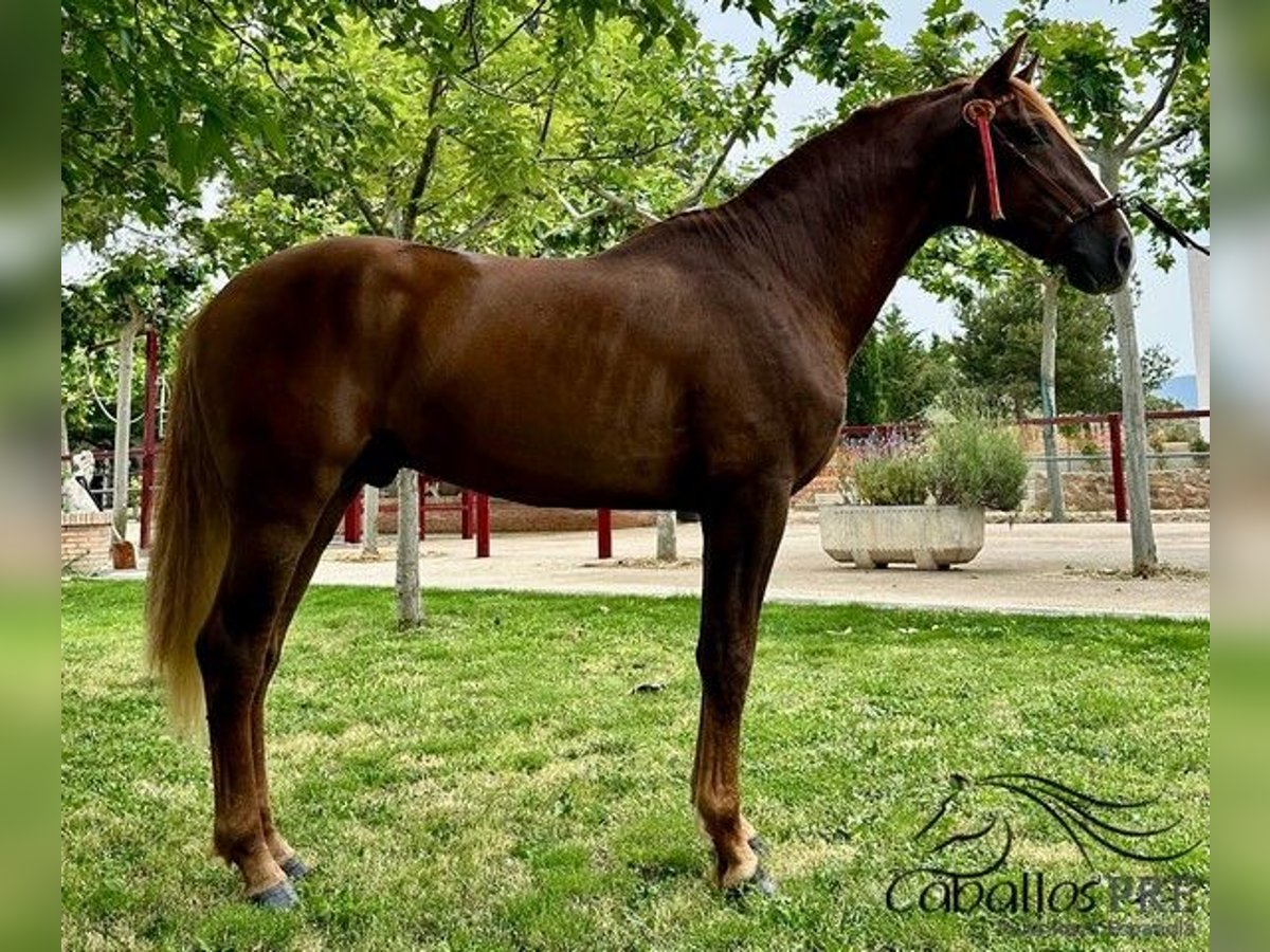 PRE Stallion 3 years 15,3 hh Chestnut-Red in Logro&#xF1;o