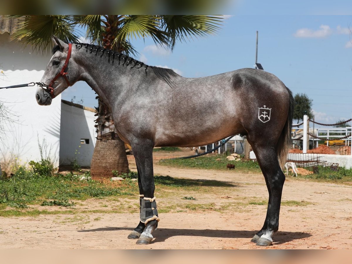 PRE Stallion 3 years 15,3 hh Gray in Dos Hermanas