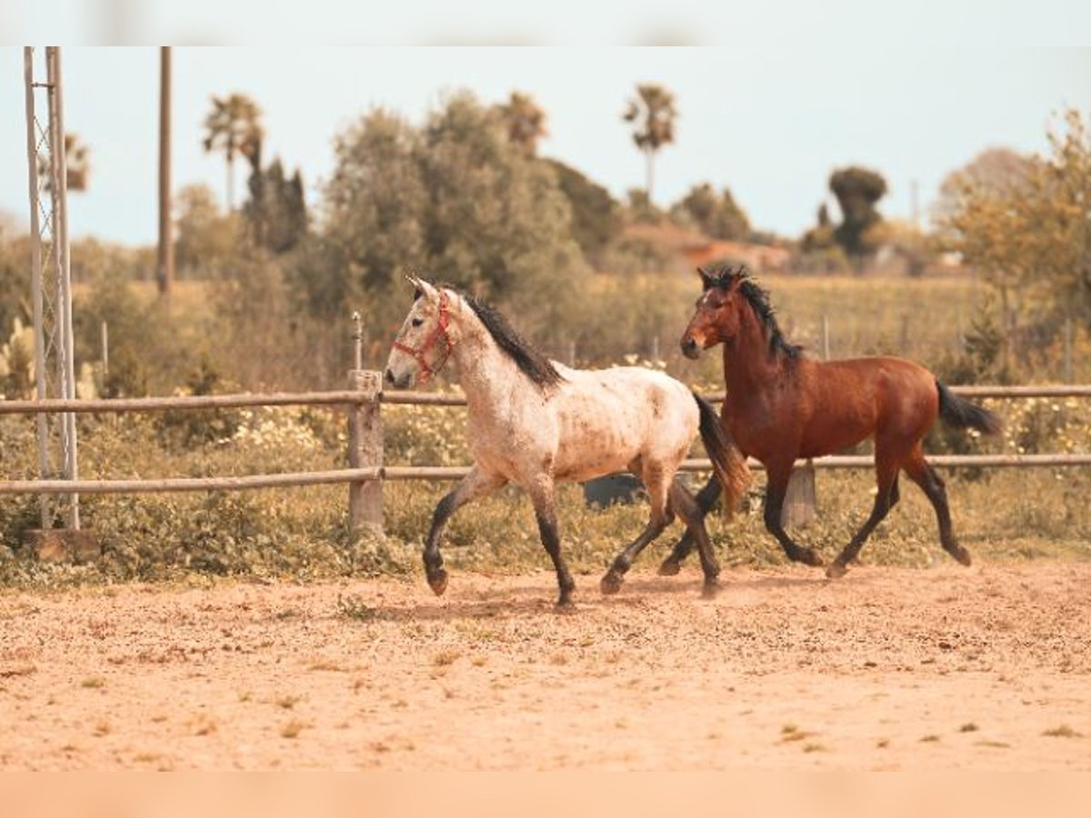 PRE Stallion 3 years 15,3 hh Grey in Felanitx