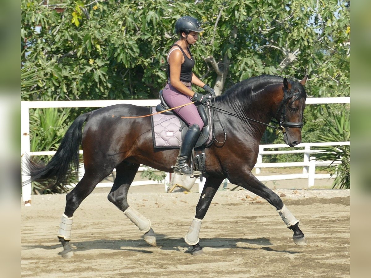 PRE Stallion 3 years 16,1 hh Bay-Dark in Gandesa