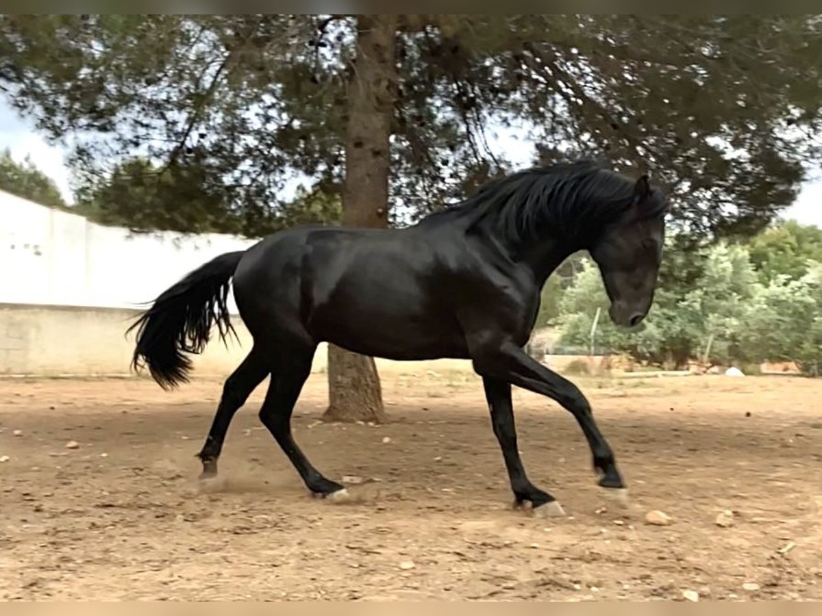 PRE Stallion 3 years 16,1 hh Black in Sagunto