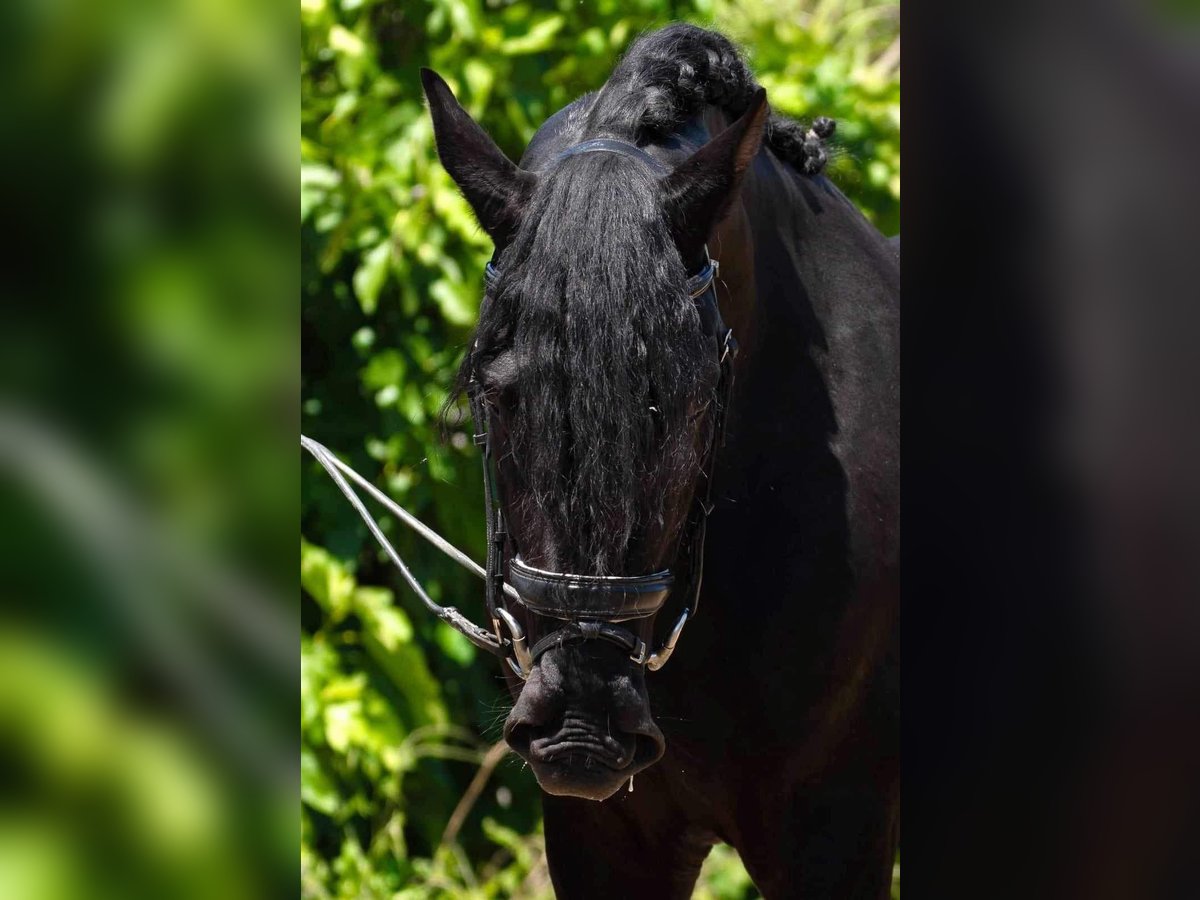 PRE Stallion 3 years 16,1 hh Black in Cordoba