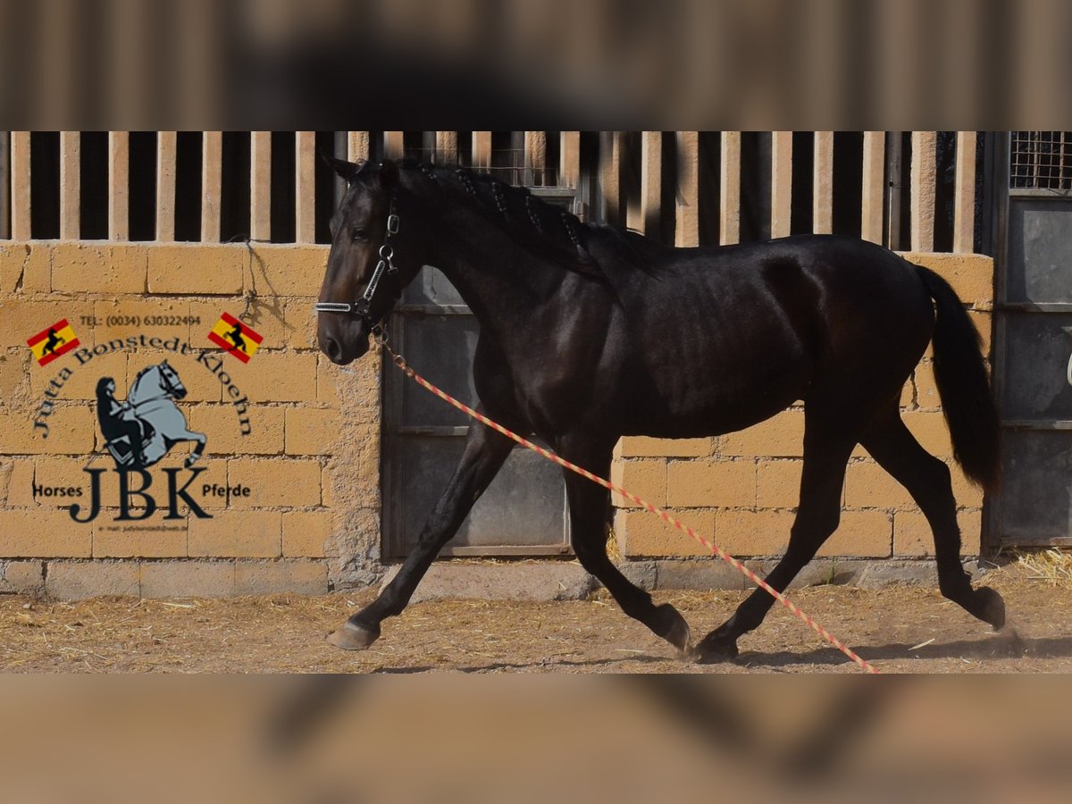 PRE Mix Stallion 3 years 16,1 hh Black in Tabernas Almeria