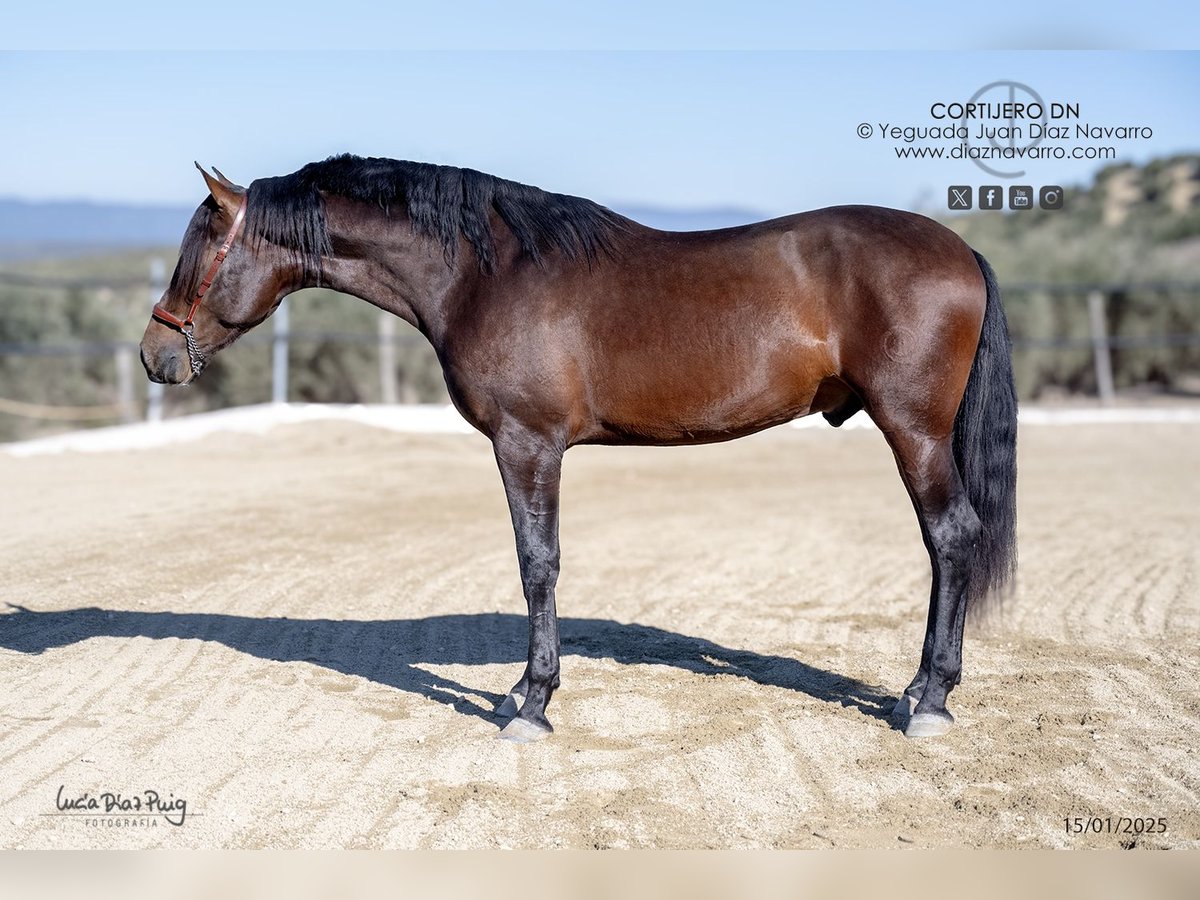 PRE Mix Stallion 3 years 16,1 hh Brown in Arjona