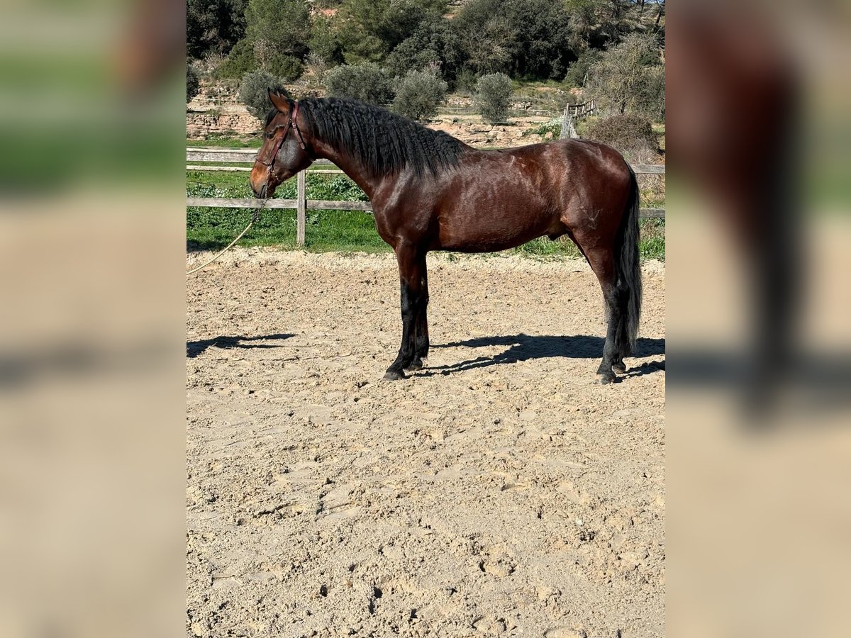 PRE Mix Stallion 3 years 16,1 hh Brown in Madrid