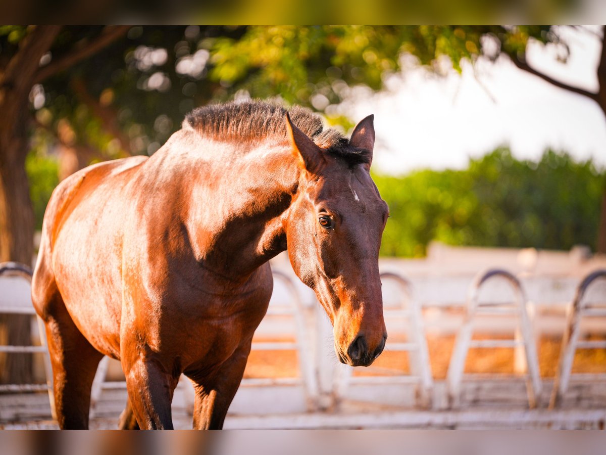 PRE Mix Stallion 3 years 16,1 hh Brown in Valencia