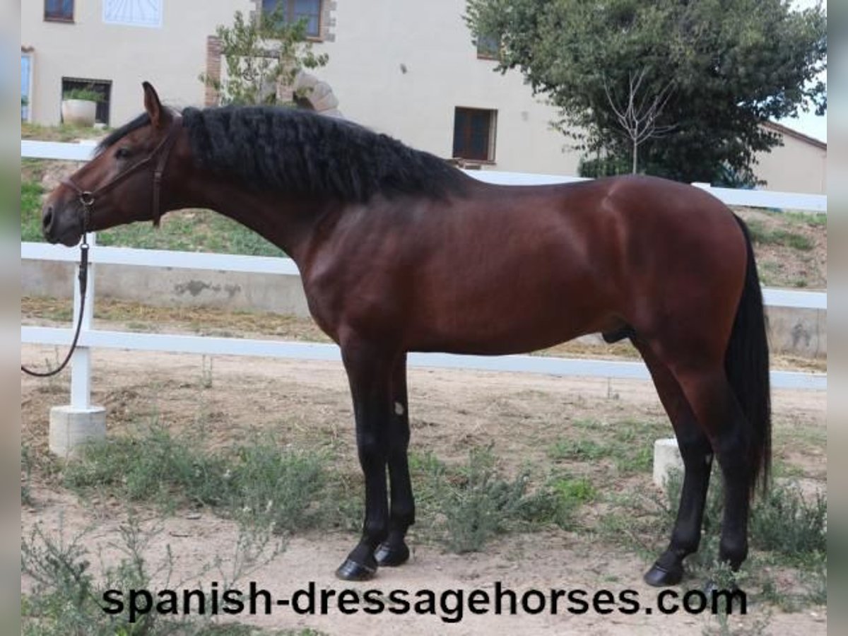 PRE Mix Stallion 3 years 16,1 hh Brown in Barcelona