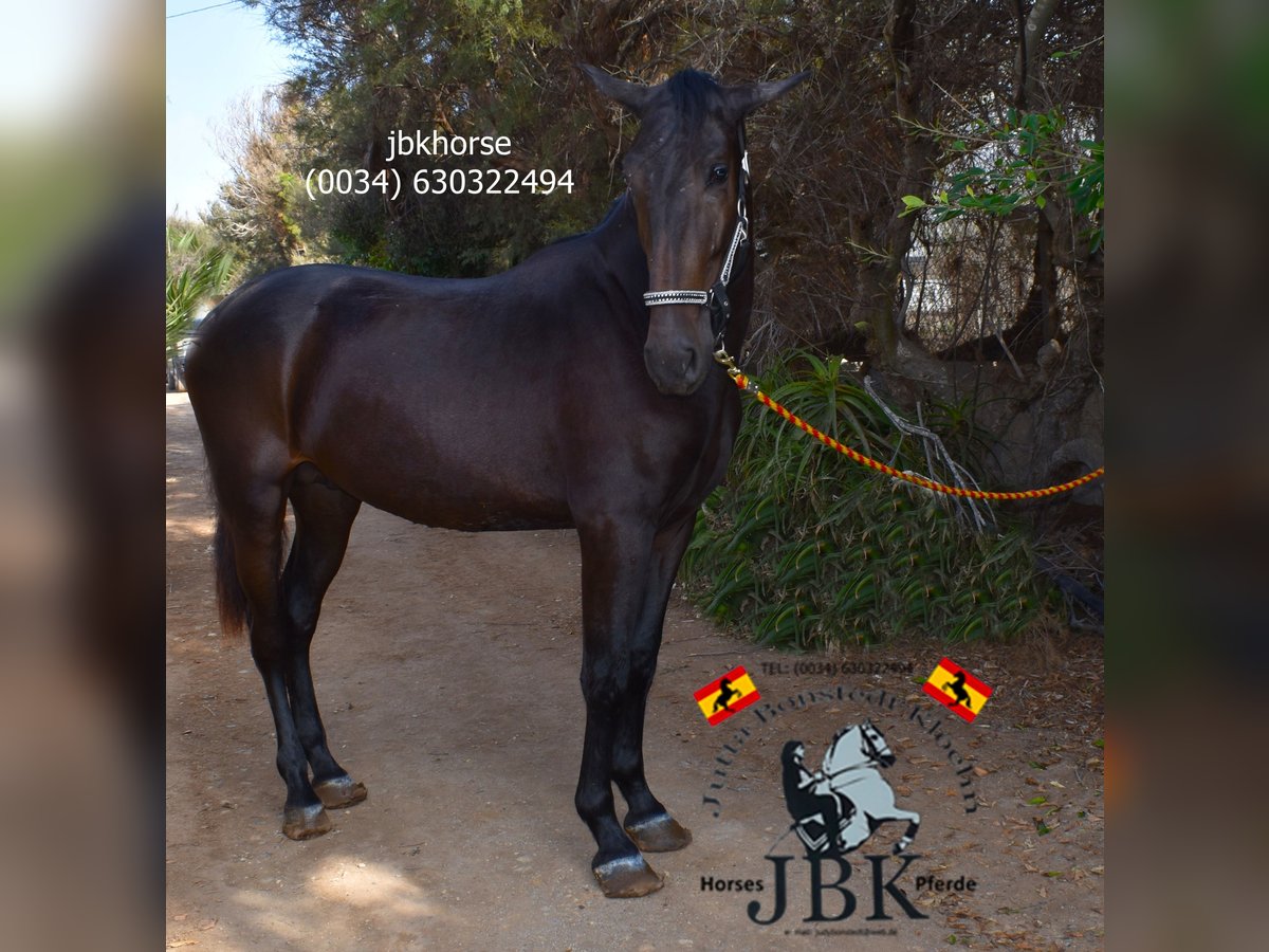 PRE Stallion 3 years 16,1 hh Brown in Tabernas Almeria