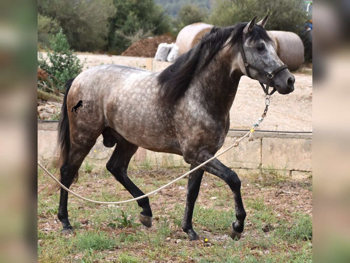 PRE Stallion 3 years 16,1 hh Dun in Mallorca