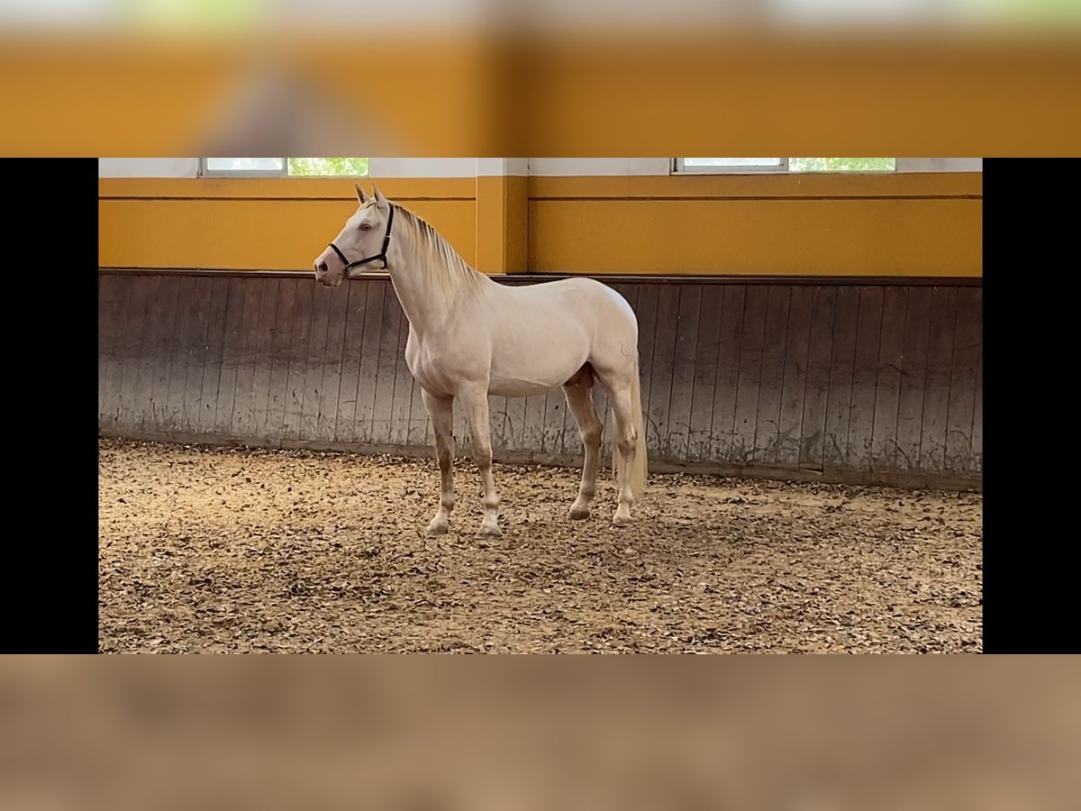 PRE Stallion 3 years 16,1 hh Perlino in Camarma de esteruelas