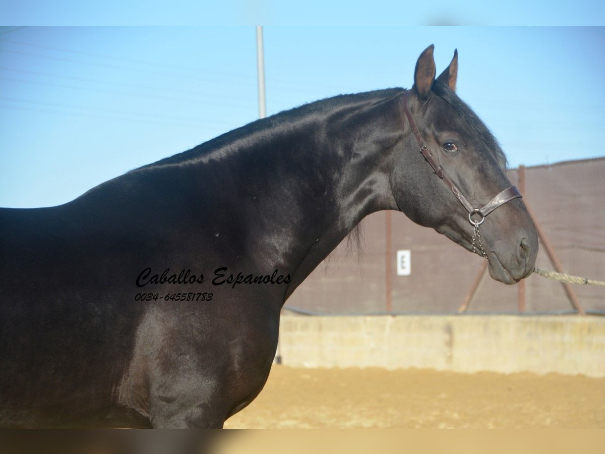 PRE Stallion 3 years 16,1 hh Smoky-Black in Vejer de la Frontera