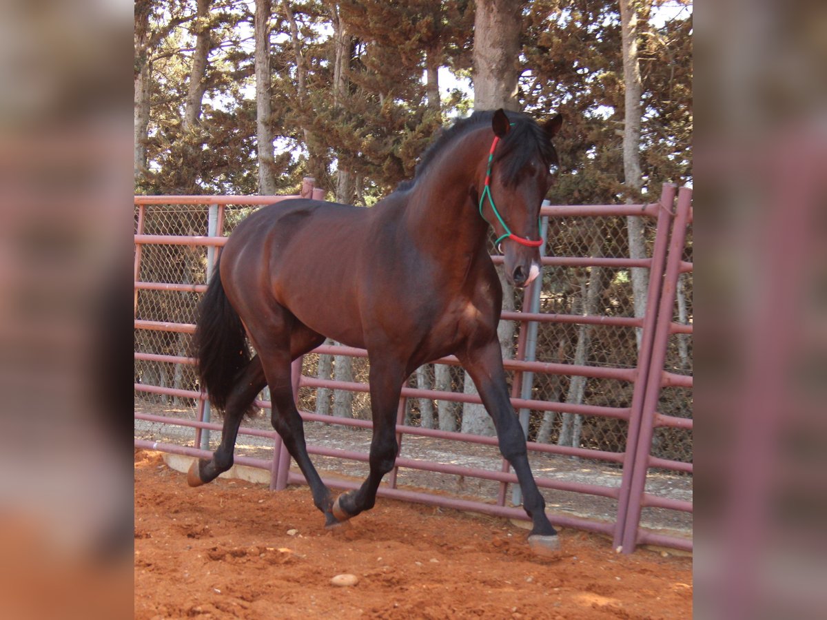 PRE Stallion 3 years 16,2 hh Bay-Dark in Chiclana de la Frontera