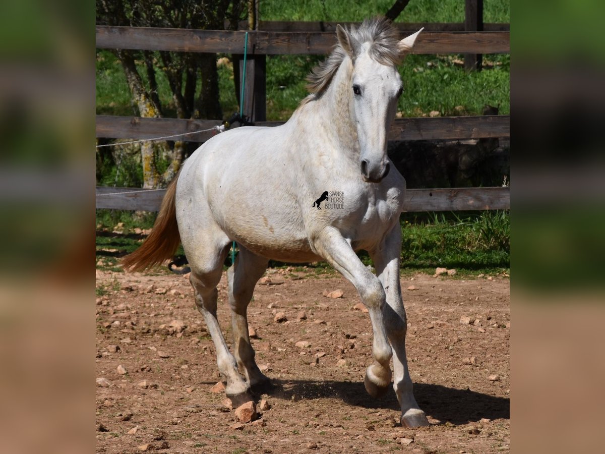 PRE Stallion 3 years 16,2 hh Gray in Mallorca