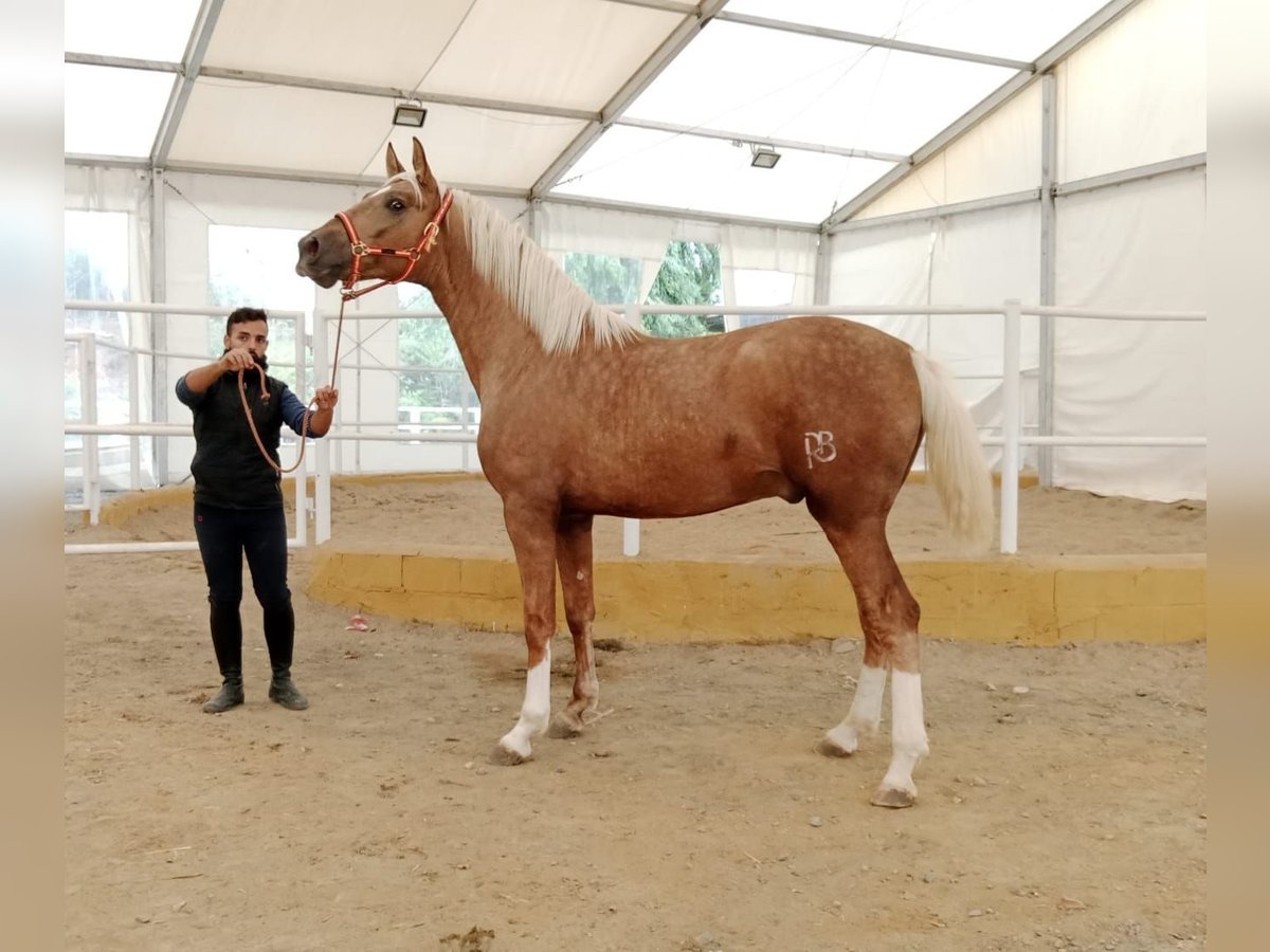 PRE Stallion 3 years 16,2 hh Palomino in Navarra