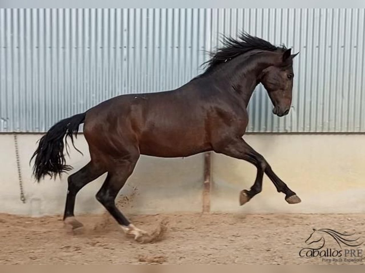 PRE Stallion 3 years 16,3 hh Brown in Murcia