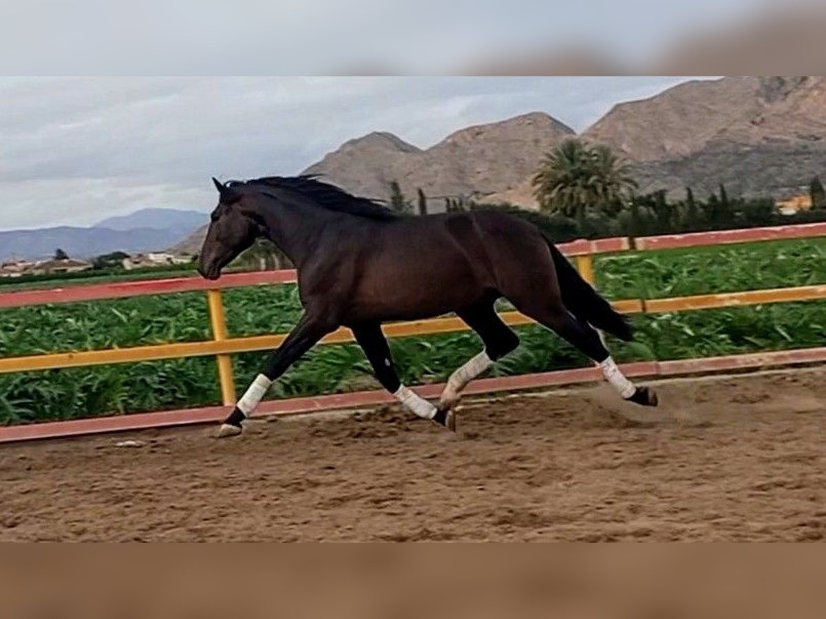 PRE Stallion 3 years 16,3 hh Brown in Los Desamparados, Orihuela