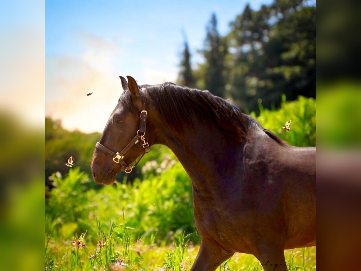 PRE Stallion 3 years 16 hh Bay-Dark in Polenz