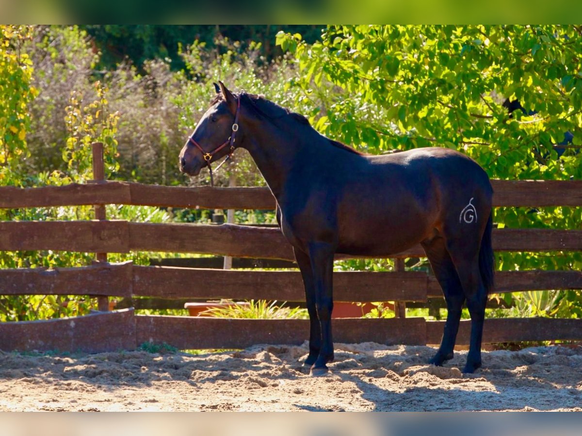 PRE Stallion 3 years 16 hh Bay-Dark in Polenz PRE Stallion 3 years 16 hh Bay-Dark in Polenz