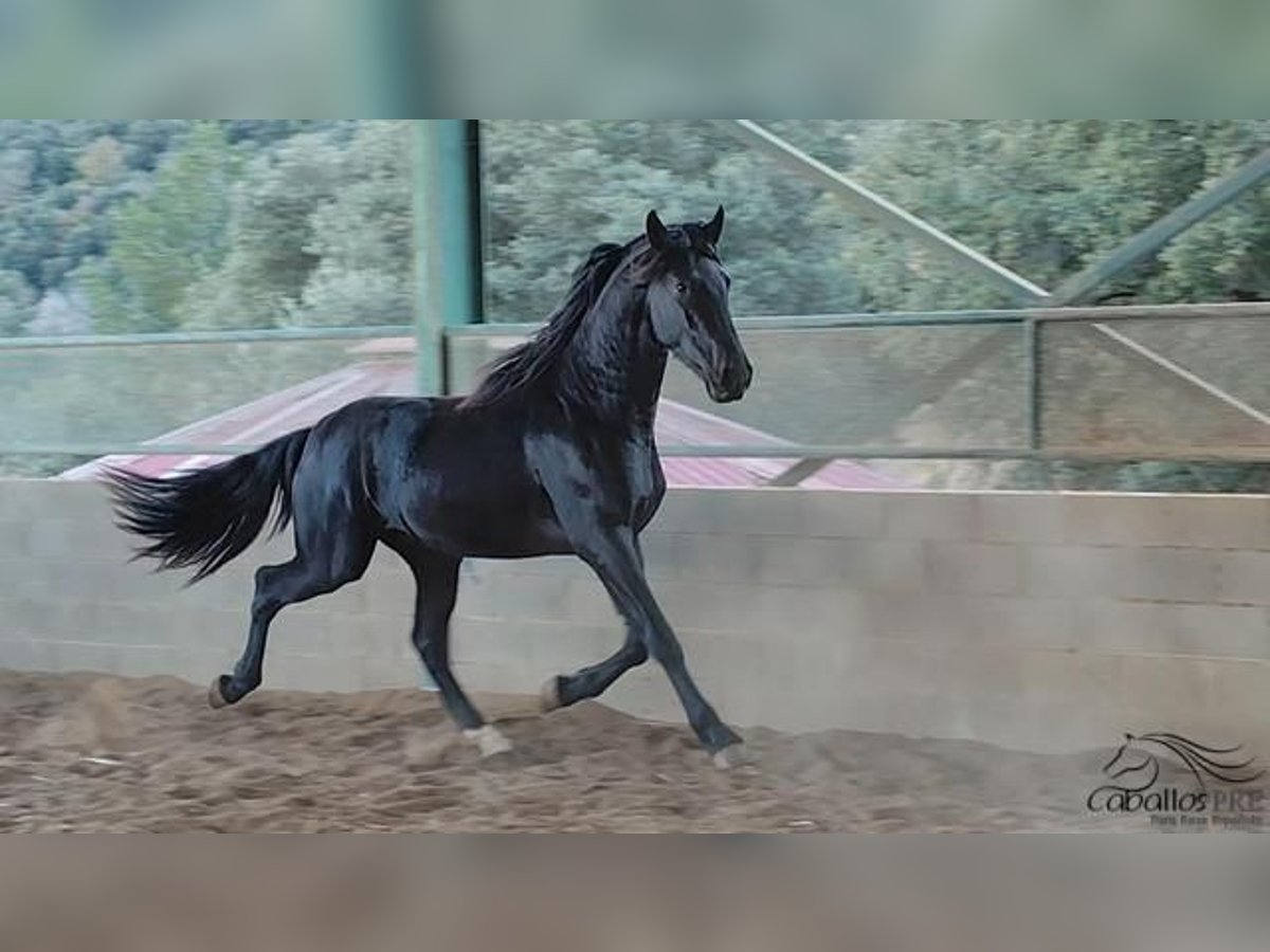 PRE Stallion 3 years 16 hh Black in Girona