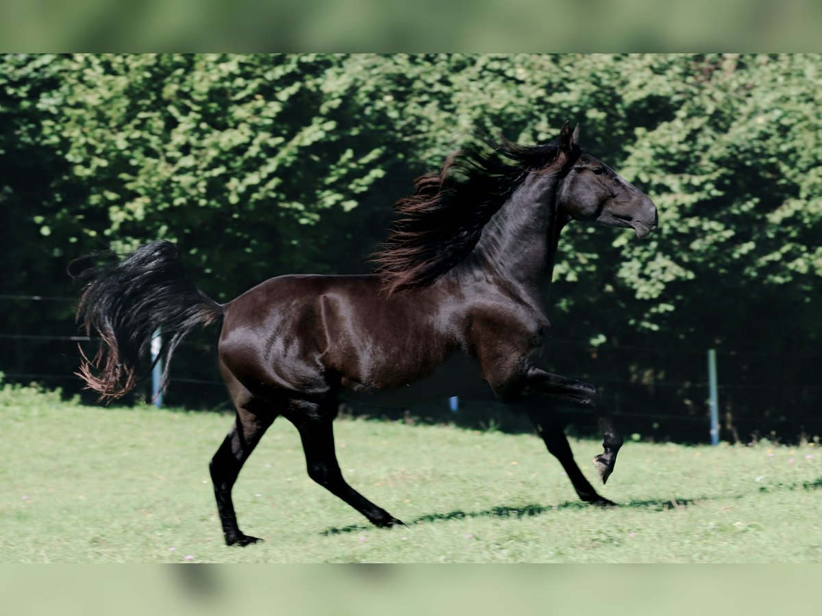 PRE Stallion 3 years 16 hh Black in Kefermarkt