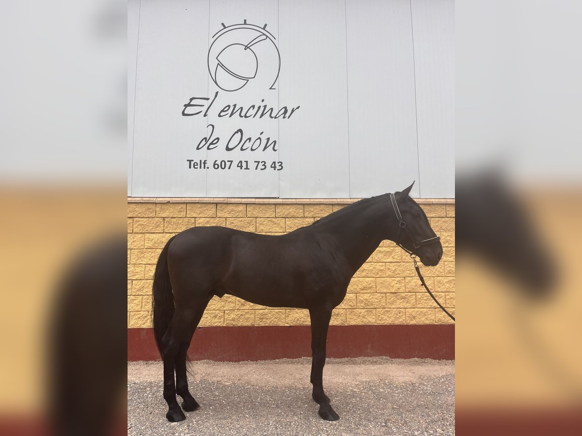 PRE Stallion 3 years 16 hh Black in Alberite