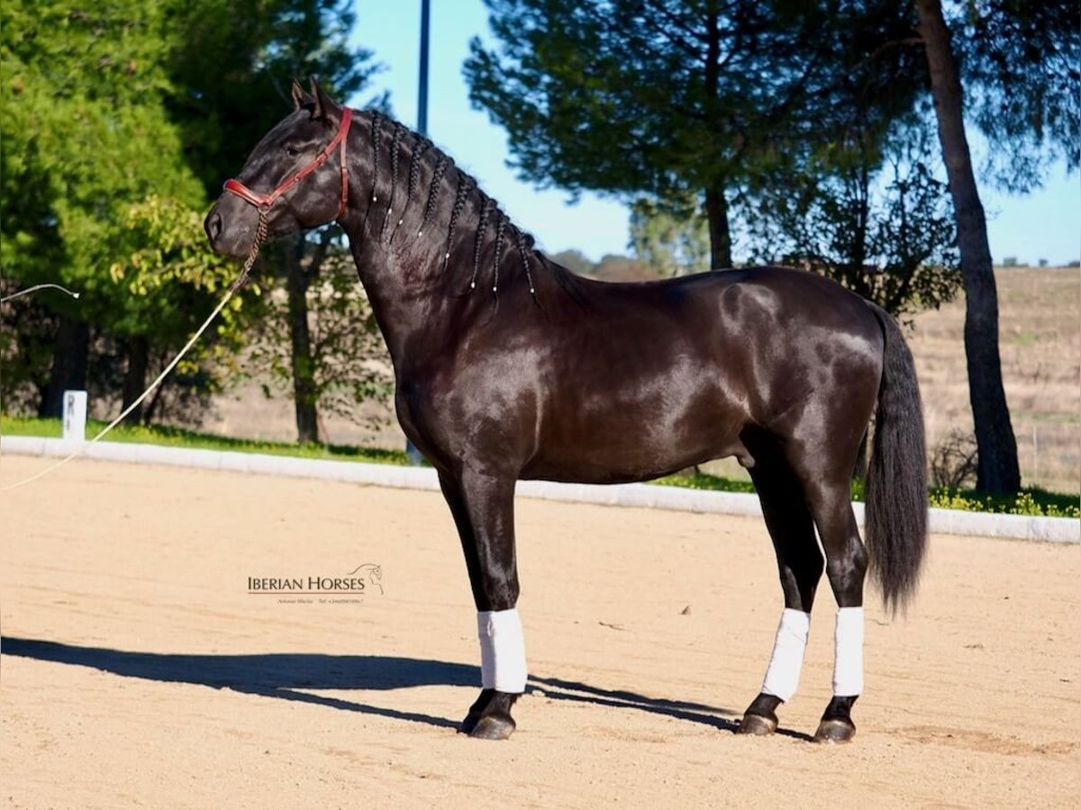PRE Mix Stallion 3 years 16 hh Black in Navas Del Madro&#xF1;o