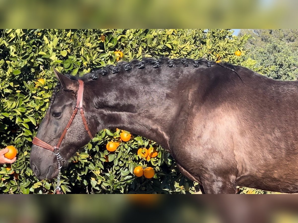 PRE Stallion 3 years 16 hh Black in Pedralba