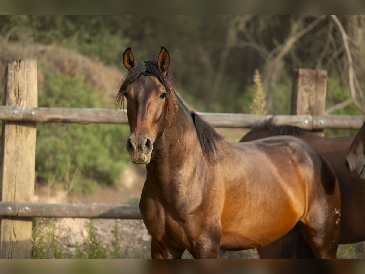 PRE Mix Stallion 3 years 16 hh Brown in El Catllar